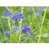 Ceanothus 'Concha' (2)