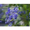 Ceanothus 'Concha' (3)