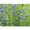 Ceanothus 'Concha' (4)