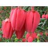 klerodendron2