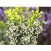 Erica arborea Alberts Gold