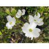 114493 1 drin kvetnaty sunset variegata