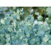Eucalyptus Azura (1)