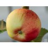 Jabloň sloupovitá 'Baiba' - kontejner  Malus domestica 'Baiba'