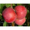 Jabloň sloupovitá 'Baiba' - kontejner  Malus domestica 'Baiba'