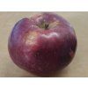 Jabloň 'Běloruské malinové' - kontejner  Malus domestica 'Běloruské malinové'