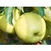 Jabloň sloupovitá 'Goldcats' - kontejner  Malus domestica 'Goldcats'