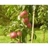 Jabloň sloupovitá 'Inese' - kontejner  Malus domestica 'Inese'