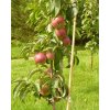 Jabloň sloupovitá 'Inese' - kontejner  Malus domestica 'Inese'