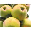 Jabloň sloupovitá 'Kordona' - kontejner  Malus domestica 'Kordona'