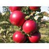 Jabloň sloupovitá 'Red Spring' - kontejner  Malus domestica 'Red Spring'