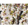 Višeň plstnatá - kontejner  Prunus tomentosa