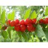Višeň plstnatá - kontejner  Prunus tomentosa