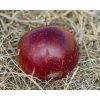 Jabloň sloupovitá 'Maypole' - kontejner  Malus domestica 'Maypole'