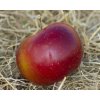 Jabloň sloupovitá 'Maypole' - kontejner  Malus domestica 'Maypole'
