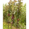 Jabloň sloupovitá 'Maypole' - kontejner  Malus domestica 'Maypole'