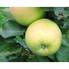 Jabloň sloupovitá 'Nataliuška' - kontejner  Malus domestica 'Nataliuška'