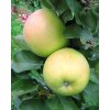 Jabloň sloupovitá 'Nataliuška' - kontejner  Malus domestica 'Nataliuška'