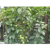 Jabloň sloupovitá 'President' - kontejner  Malus domestica 'President'
