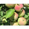Jabloň sloupovitá 'President' - kontejner  Malus domestica 'President'