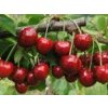 Třešeň 'Kasandra®'- kontejner  Prunus avium 'Kasandra'
