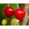 Třešeň 'Kasandra®'- kontejner  Prunus avium 'Kasandra'