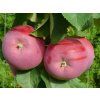 Jabloň sloupovitá 'Solo' - kontejner  Malus domestica 'Solo'