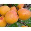 Meruňka 'Goldrich' - kontejner  Prunus armeniaca 'Goldrich'