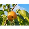 Asijská hrušeň 'Kosui'- kontejner  Pyrus pyrifolia 'Kosui'