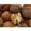 Ořešák 'Apollo' - kontejner  Juglans regia ´Apollo´