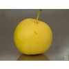 Asijská hrušeň 'Shinseiki'- kontejner  Pyrus pyrifolia 'Shinseiki'