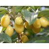 Dřín velkoplodý 'Jantarnyj' - kontejner  Cornus mas 'Jantarnyj'