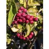Sorbus Burka (2)