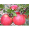Jabloň 'Orangecrisp' - kontejner  Malus domestica 'Orangecrisp'