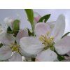 Jabloň 'Rajka' - kontejner  Malus domestica 'Rajka'