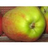 Jabloň 'Zuzana' - kontejner  Malus domestica 'Zuzana'