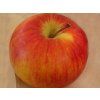 Jabloň 'Zlatá Reneta (Parména Zlatá)'- kontejner  Malus domestica 'Zlatá Reneta (Parména Zlatá)'