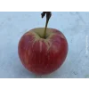 Jabloň 'Zlatá Reneta (Parména Zlatá)'- kontejner  Malus domestica 'Zlatá Reneta (Parména Zlatá)'