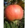 Jabloň 'Rubinstep' - kontejner  Malus domestica 'Rubinstep'
