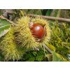 Kaštan jedlý 'Maraval' - kontejner  Castanea sativa 'Maraval'