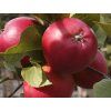 Jabloň 'Red Pigeon'  Malus domestica 'Red Pigeon'