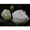 Rosa Madame Anissette 2