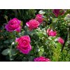 Růže 'Für Elise®'  Rosa 'Für Elise®'