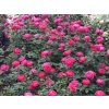 Růže 'Gartenprinzessin Marie-José®' (Balení kontejner C2)