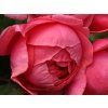 Růže 'Gartenprinzessin Marie-José®' (Balení kontejner C2)