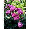 Růže 'Freifrau Caroline®'  Rosa 'Freifrau Caroline®'