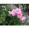 Růže 'Rosengräfin Marie Henriette®' (Balení kontejner C2)