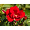 Rosa Matador (2)