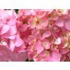 Hortenzie velkolistá 'Bouquet Rose'  Hydrangea macrophylla 'Bouquet Rose'