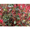 diamo red 3